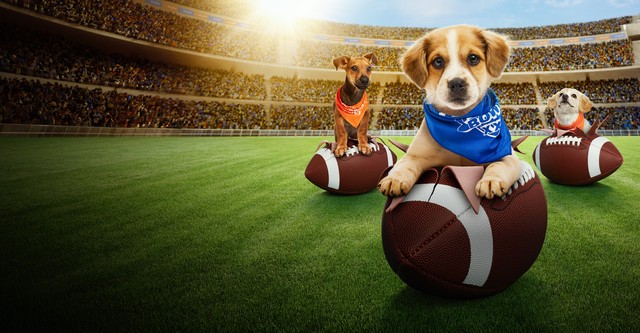 Puppy Bowl presenta: Locura de cachorros