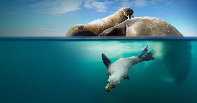 Blue Planet II