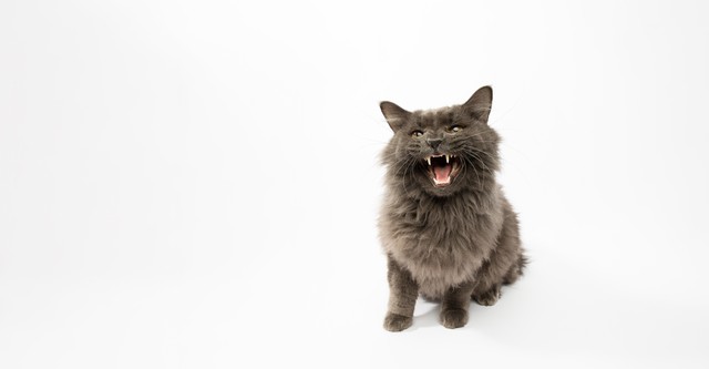 Il mio gatto è indemoniato