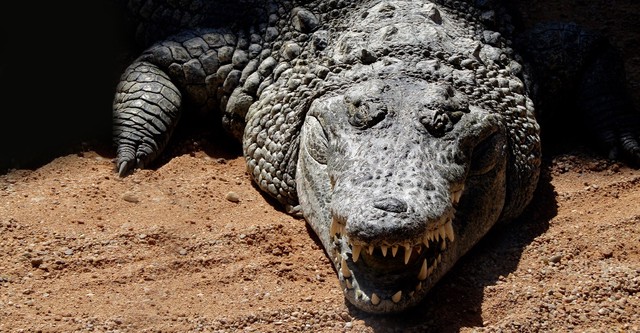 Capturing the Killer Croc