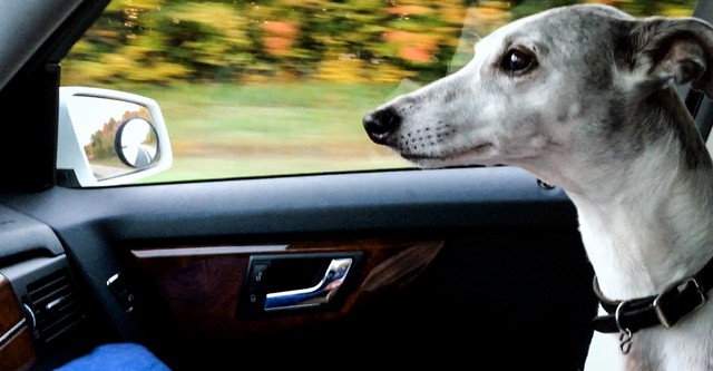 Abby's List: A Dogumentary