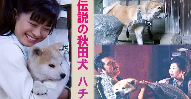 伝説の秋田犬 ハチ
