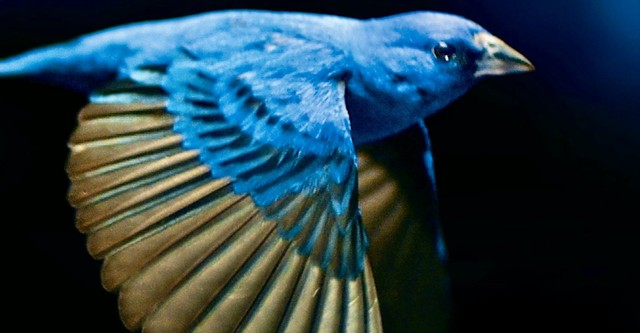 Das Verschwinden der Singvögel