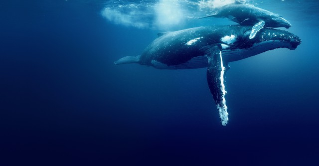 Océanos con David Attenborough