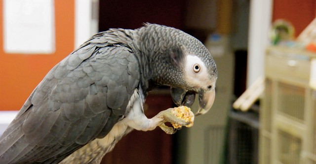 Disney Plus Dr K's Exotic Animal Discount Avian And Exotic