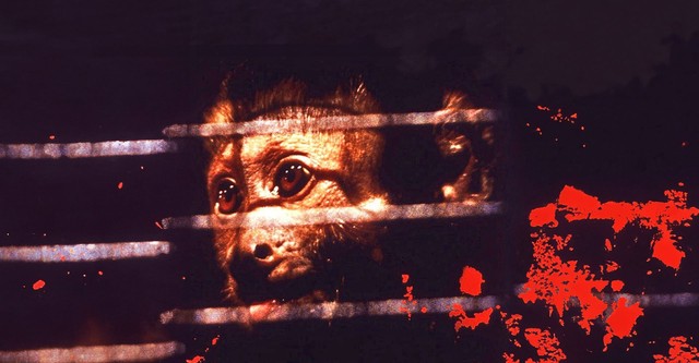 Monkey Shines