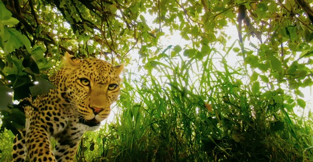 Serengeti