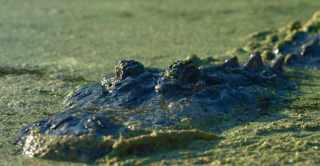 Lake Jesup: Bonecrusher's Revenge