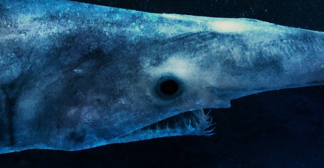 Alien Sharks: Stranger Fins