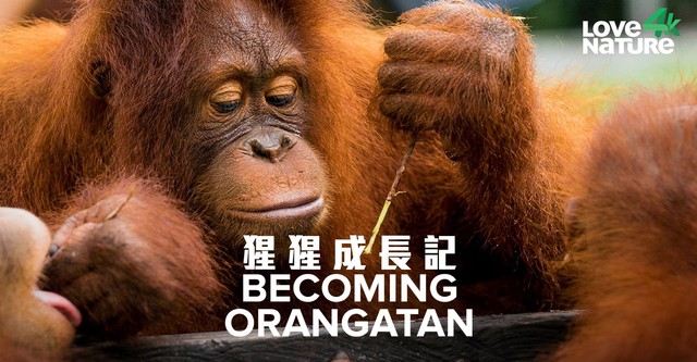 Becoming Orangutan