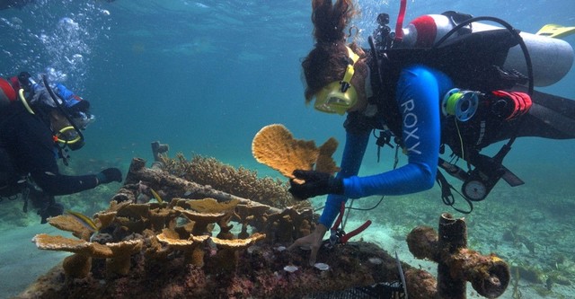 SHIELD: The Living Wall of the Caribbean