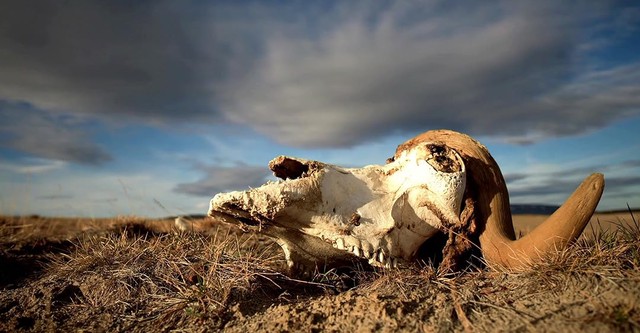 Extinction: Going, Going, Gone
