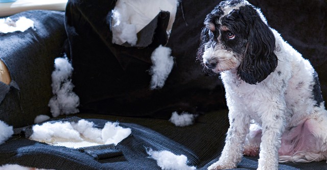 Bad Dog!