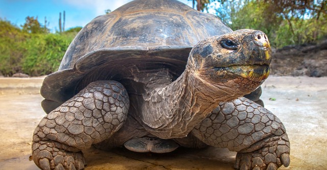 Galapagos
