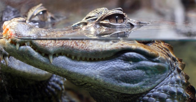 72 Dangerous Animals: Australia