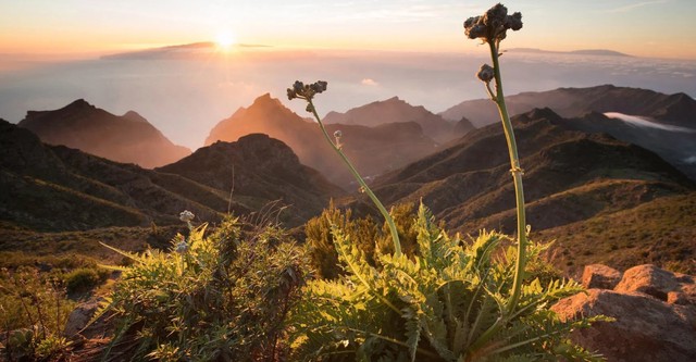 The Canary Islands