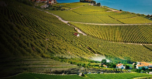 Des vignes et des hommes