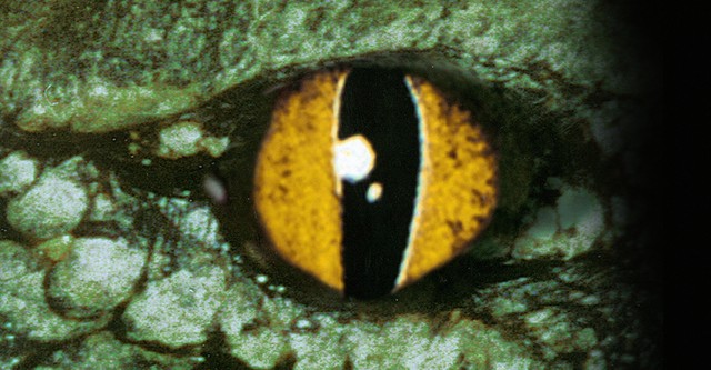 Cocodrilo