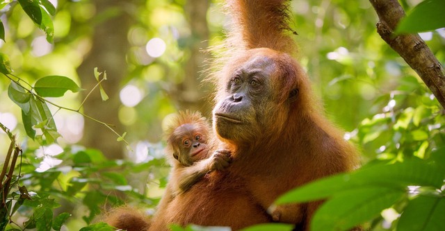 우리가 몰랐던 오랑우탄