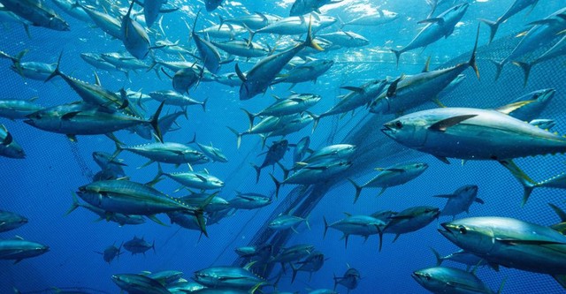 Thunfisch - Der bedrohte Jäger