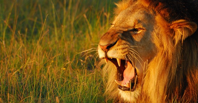 Secret World of Sound with David Attenborough