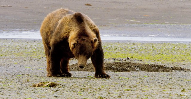 Unter Grizzlys
