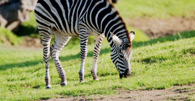 Mega Zoo