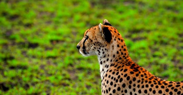 First Time Africa