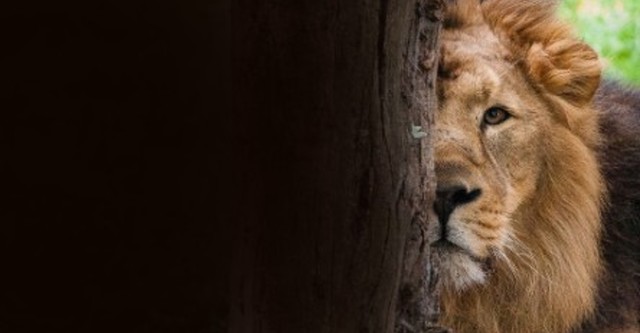 London Zoo: An Extraordinary Year