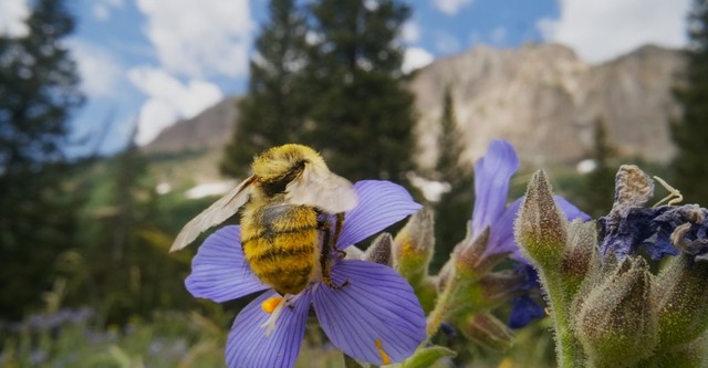 Bugs That Rule the World