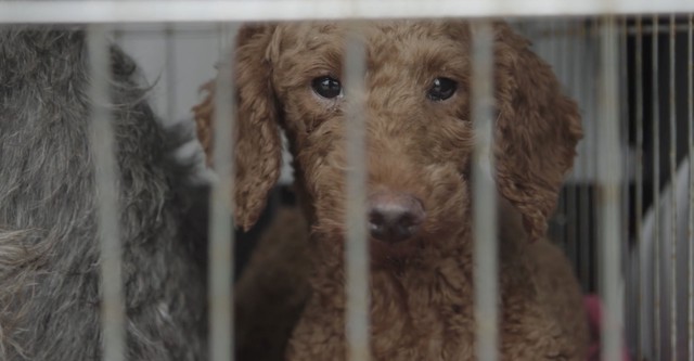 Dogspiracy