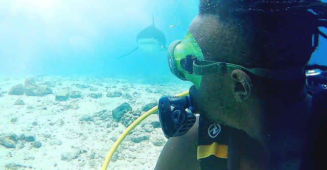 Investigation Shark Attack