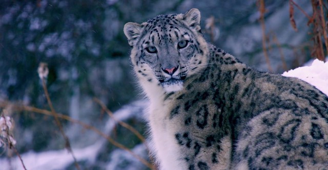 The Secret Lives Of Big Cats