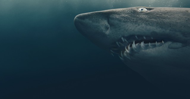 Shark Quest: Hunt For The Apex Predator