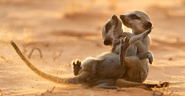 Meerkat Manor: Rise of the Dynasty