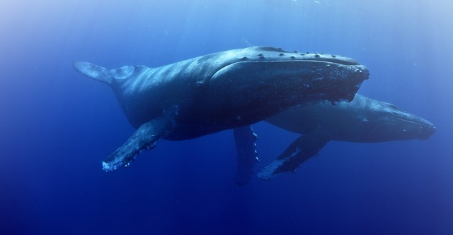 Whale Wisdom