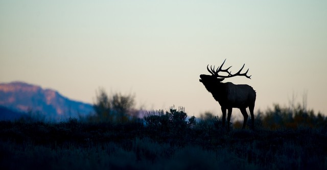 Yellowstone