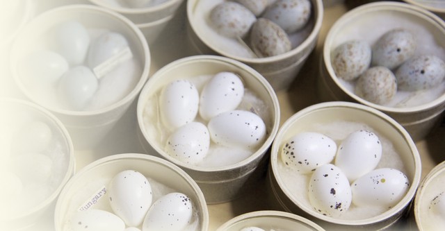 The Egg: Life’s Perfect Invention