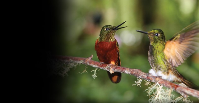 Super Hummingbirds