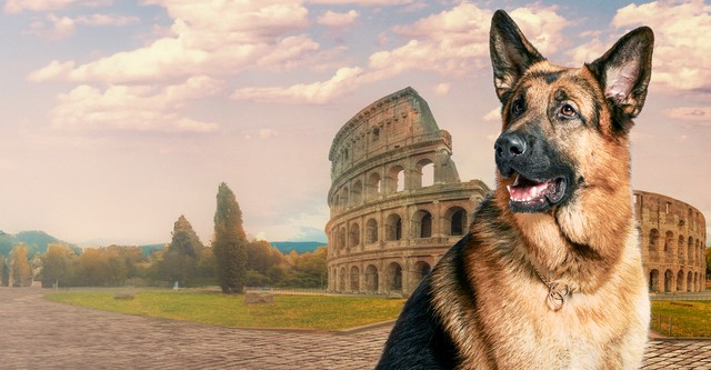 Rex, un policía diferente
