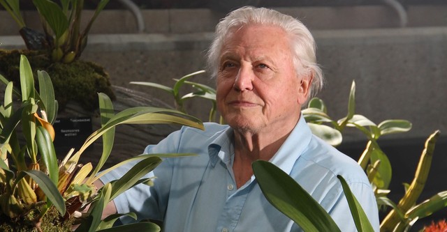 Im Reich Der Pflanzen - mit David Attenborough