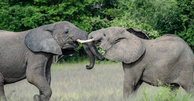 Gigantes de los ríos de África