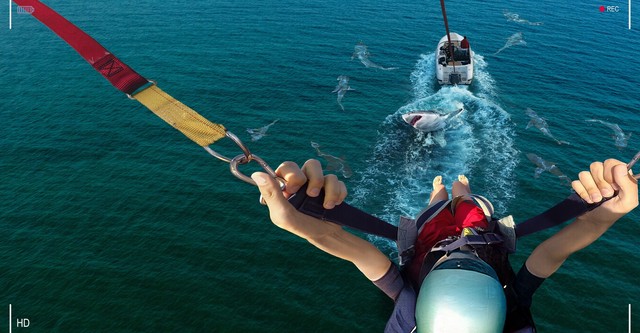 Caught! Sharks Strike Back