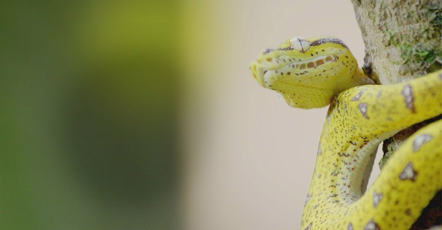 Secretos de Australia Salvaje