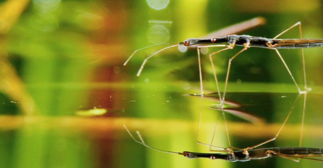 Planet Insect