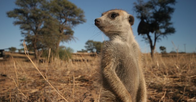 Meerkat Manor