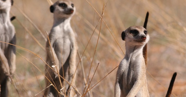 Meerkat Manor