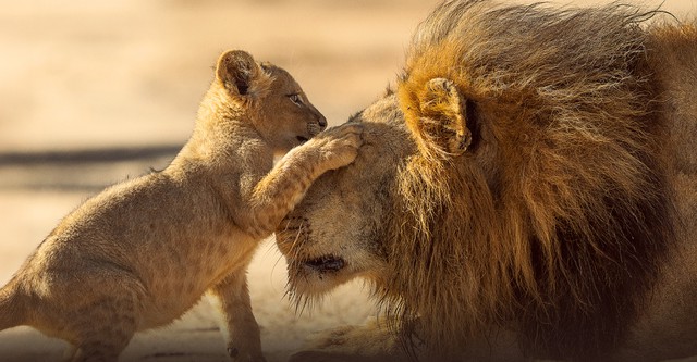 Parenthood