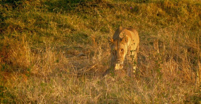 Serengeti