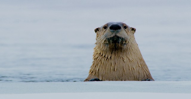 Ein perfekter Planet